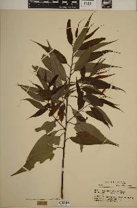 Salix amygdaloides image