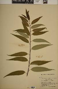 Salix amygdaloides image