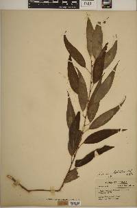 Salix amygdaloides image