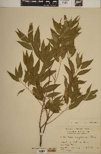 Salix amygdaloides image