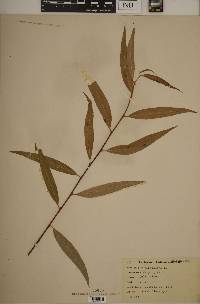 Salix babylonica image