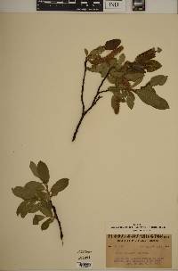 Salix barclayi image