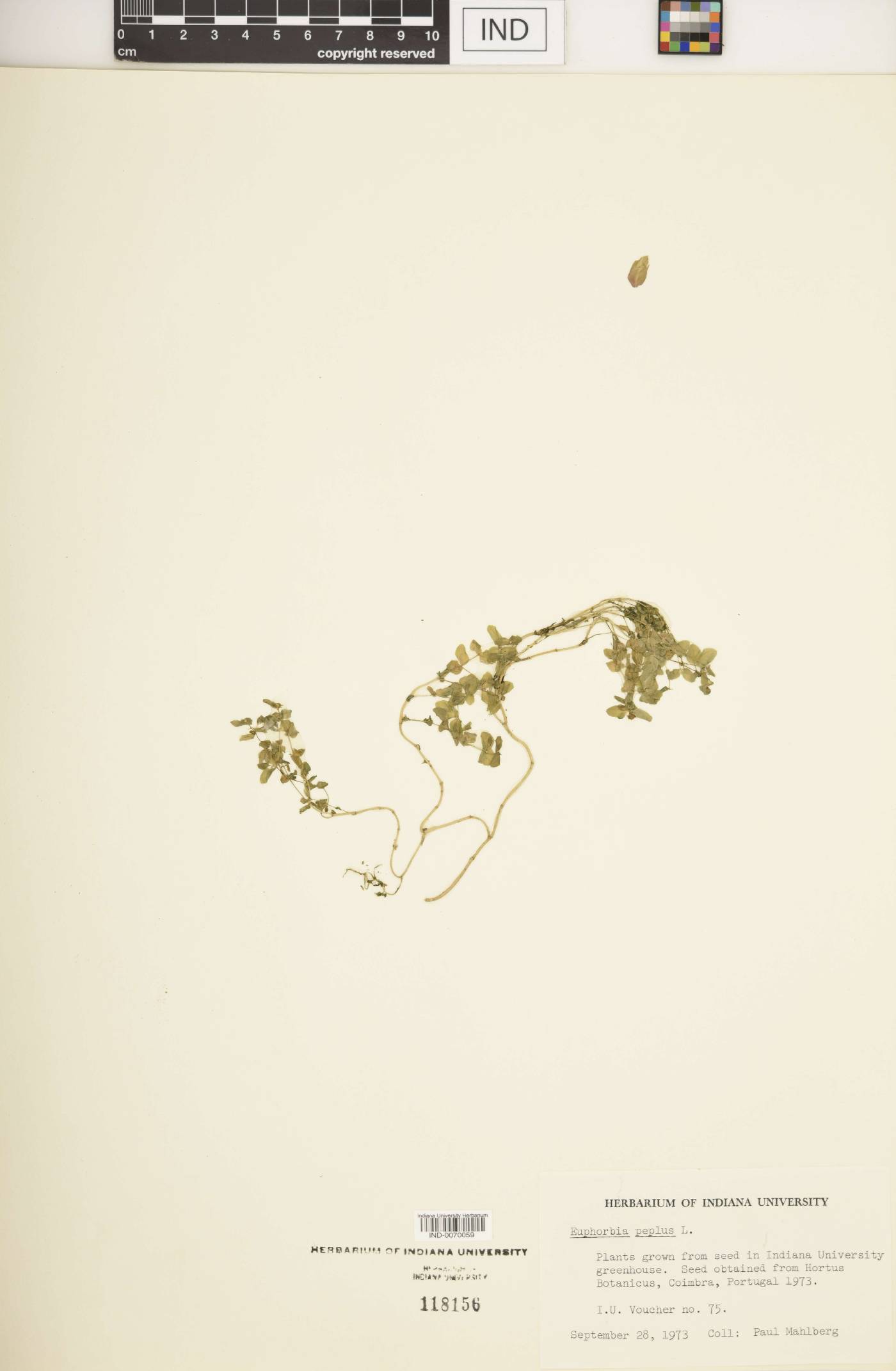 Euphorbia peplus image