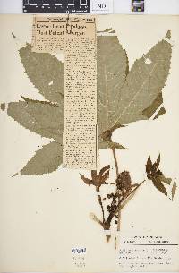 Ricinus communis image