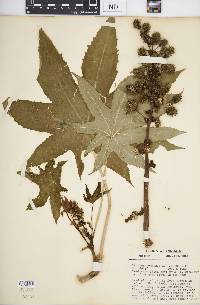 Ricinus communis image