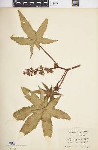 Ricinus communis image