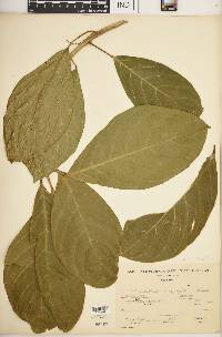 Image of Tetrorchidium europhyllum