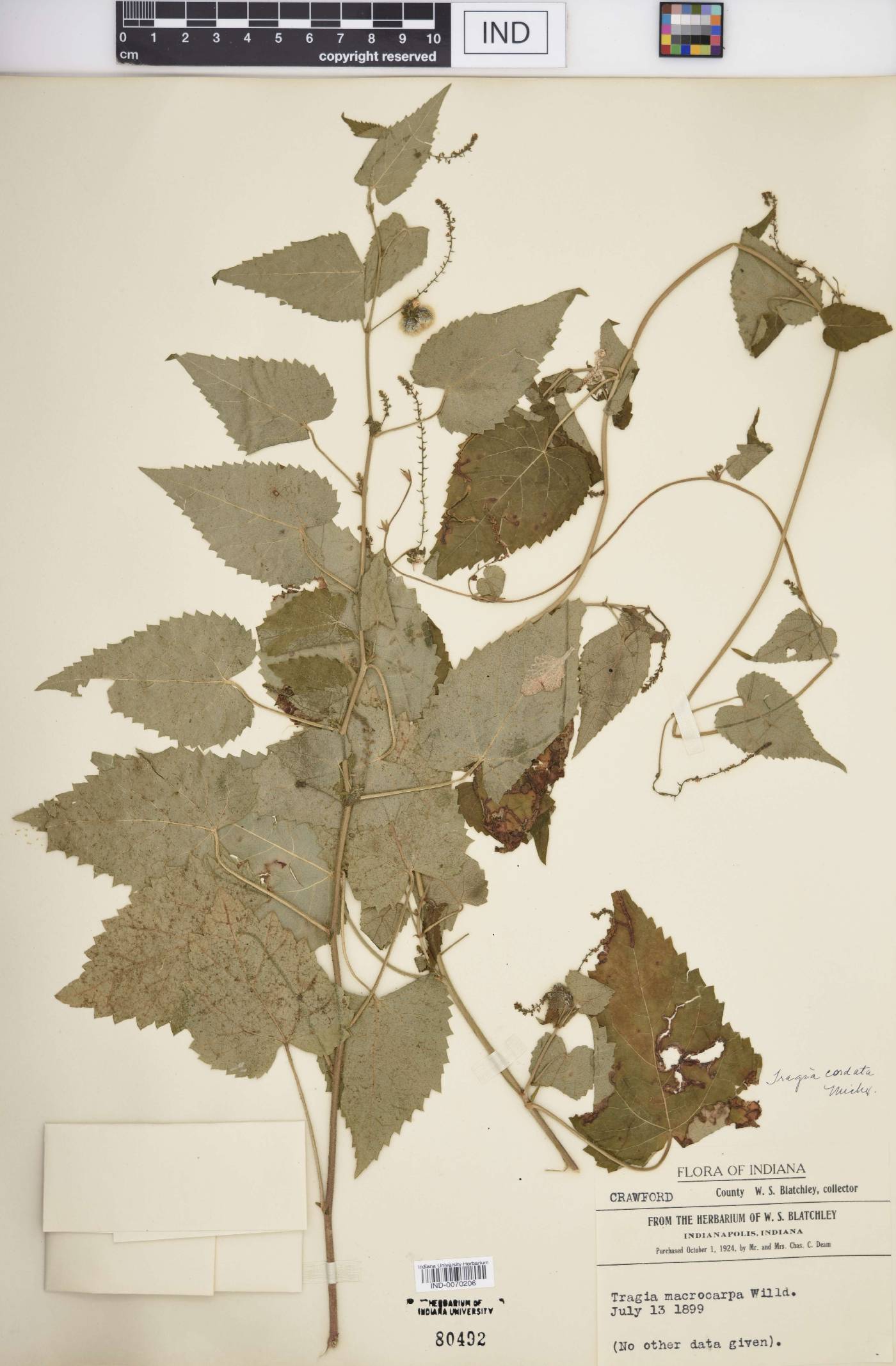 Tragia cordata image