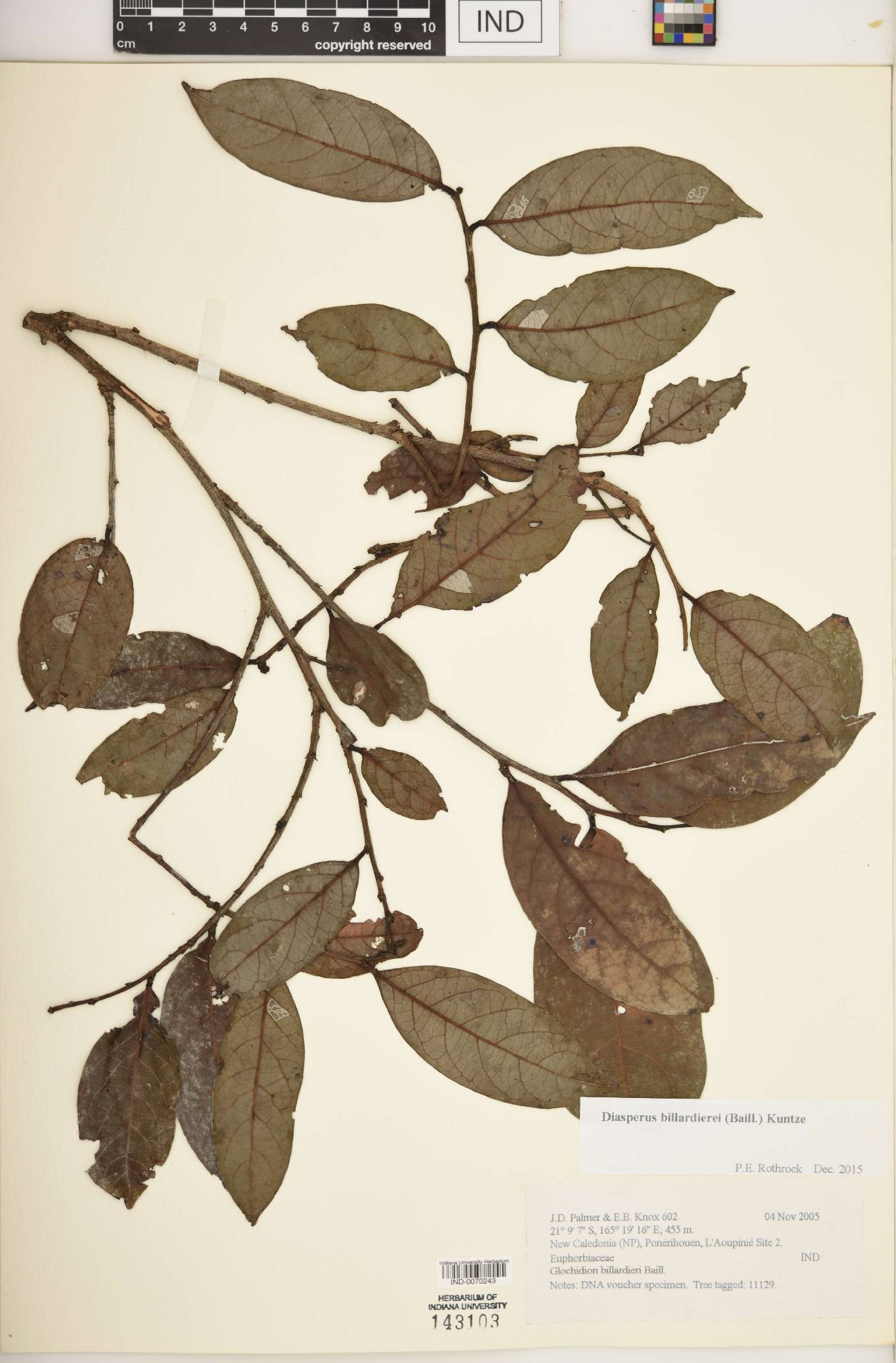 Diasperus billardierei image