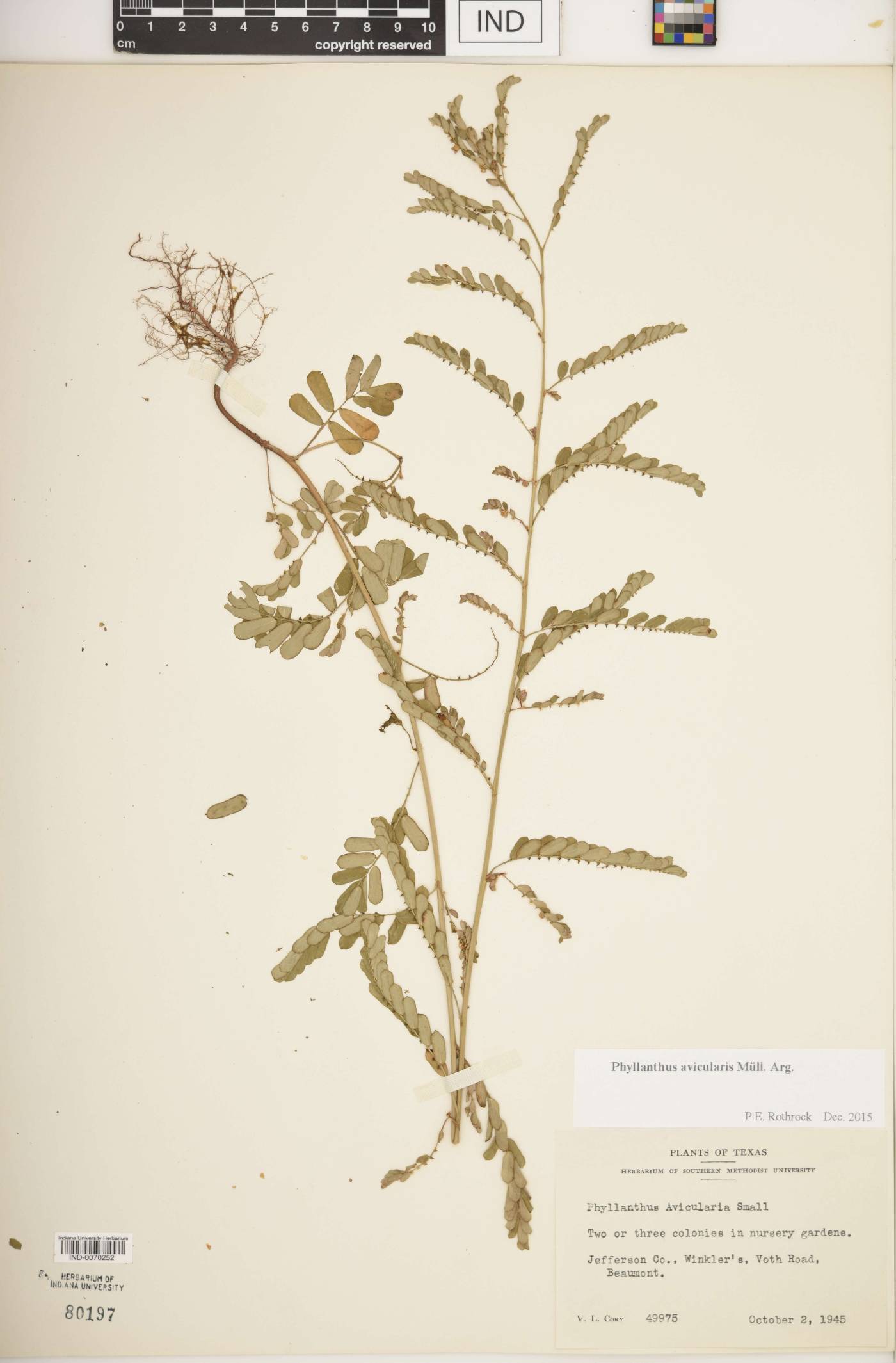Phyllanthus avicularis image