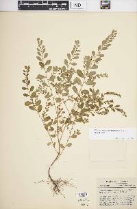 Phyllanthus caroliniensis subsp. caroliniensis image