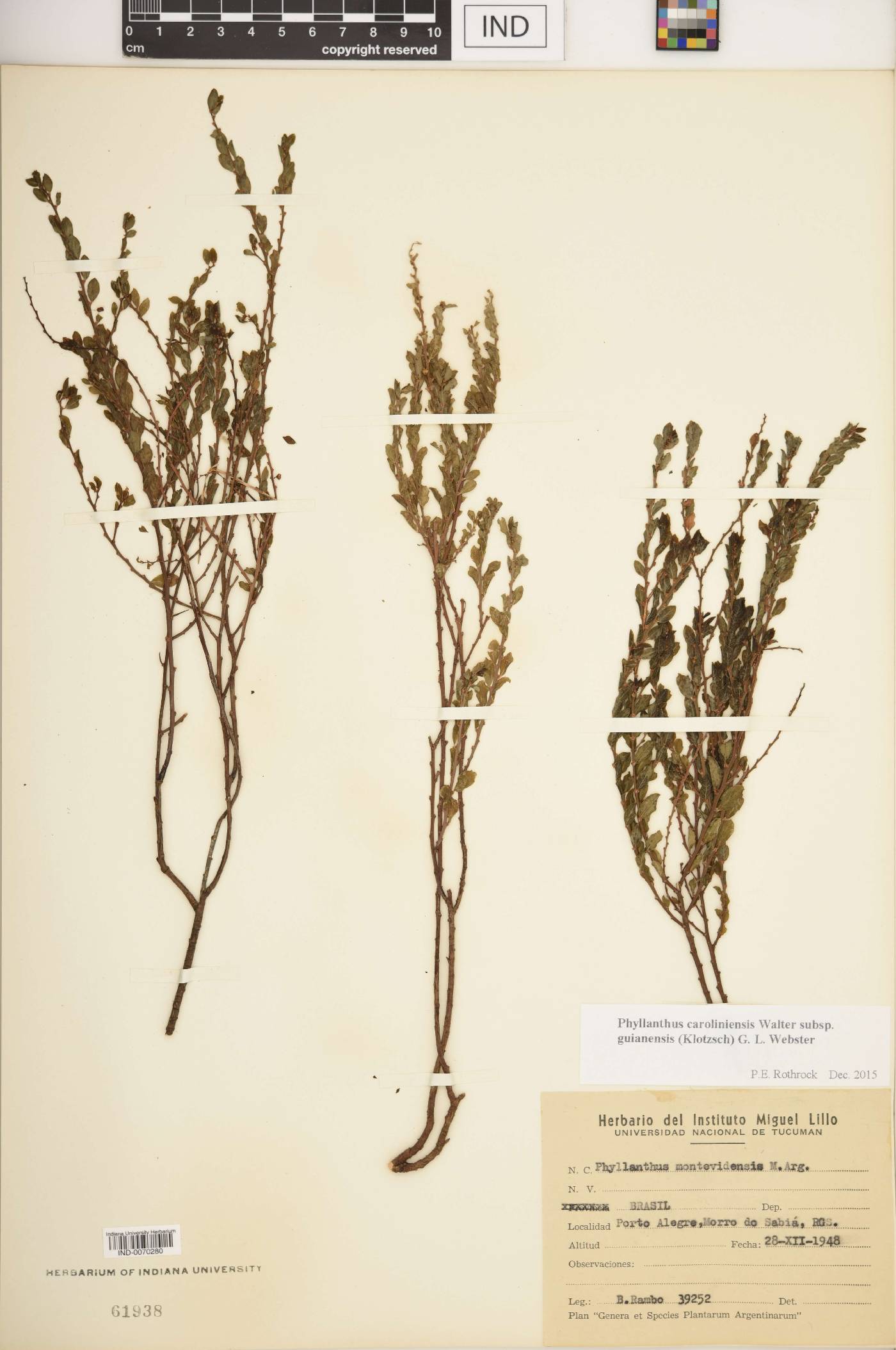Phyllanthus caroliniensis subsp. guianensis image