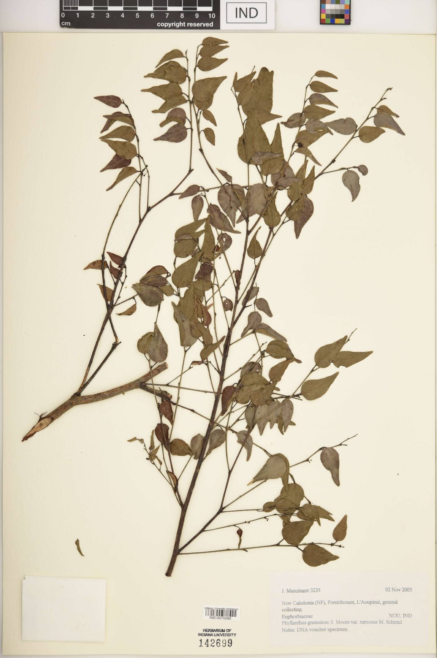 Phyllanthus gneissicus var. ramosus image