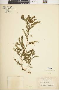 Phyllanthus niruri image