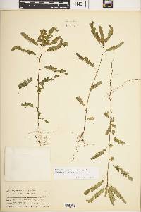 Phyllanthus niruri subsp. lathyroides image