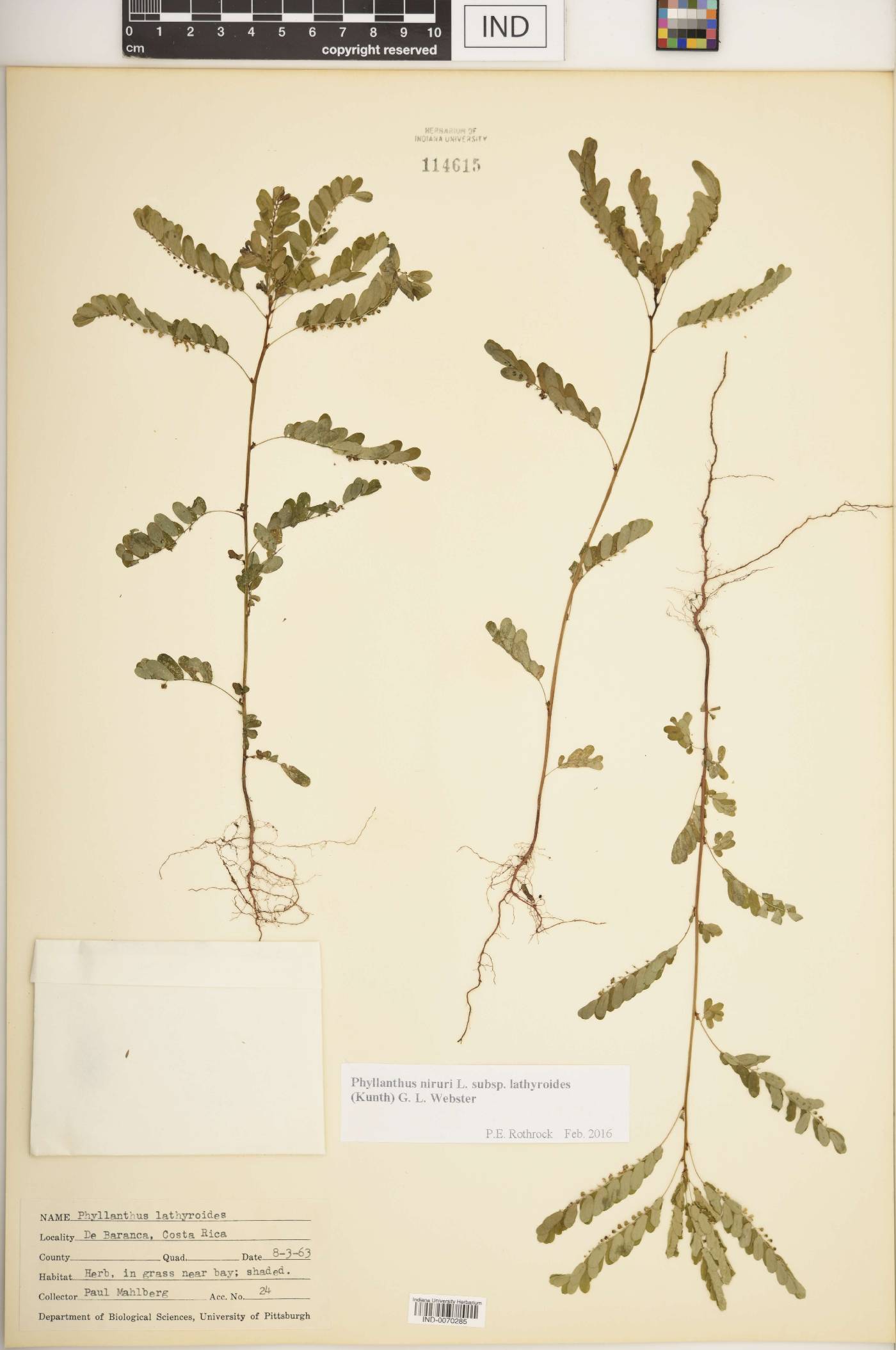 Phyllanthus niruri subsp. lathyroides image