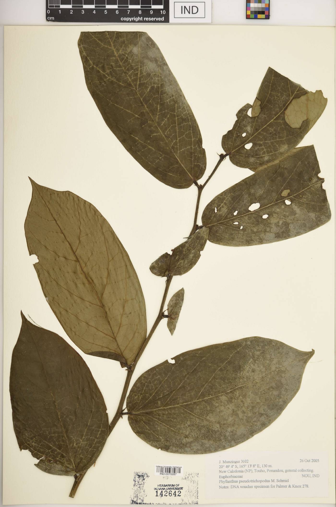 Phyllanthus pseudotrichopodus image