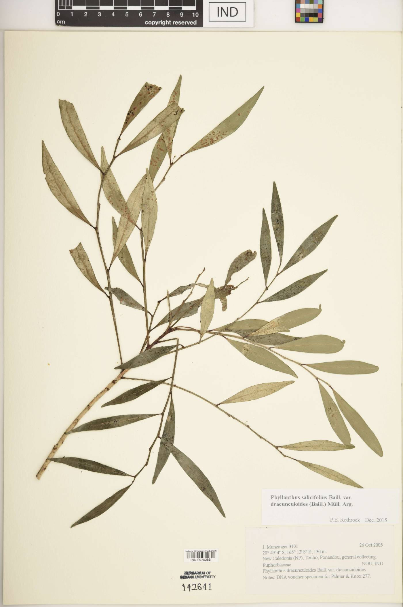 Phyllanthus salicifolius var. dracunculoides image