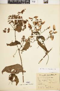 Heteropterys intermedia image