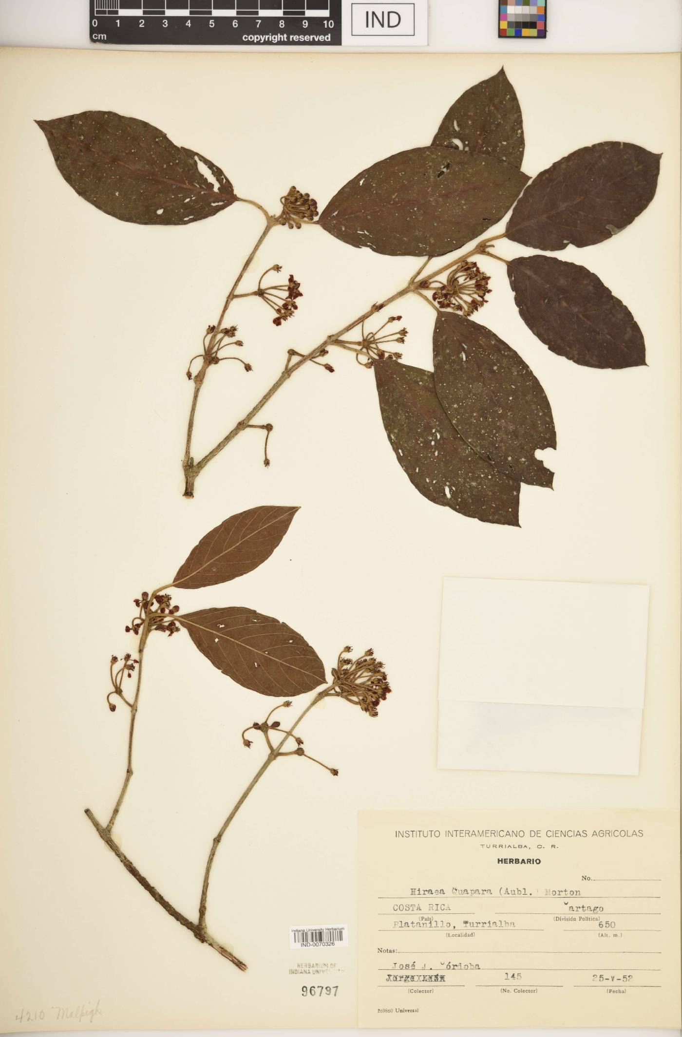 Hiraea quapara image
