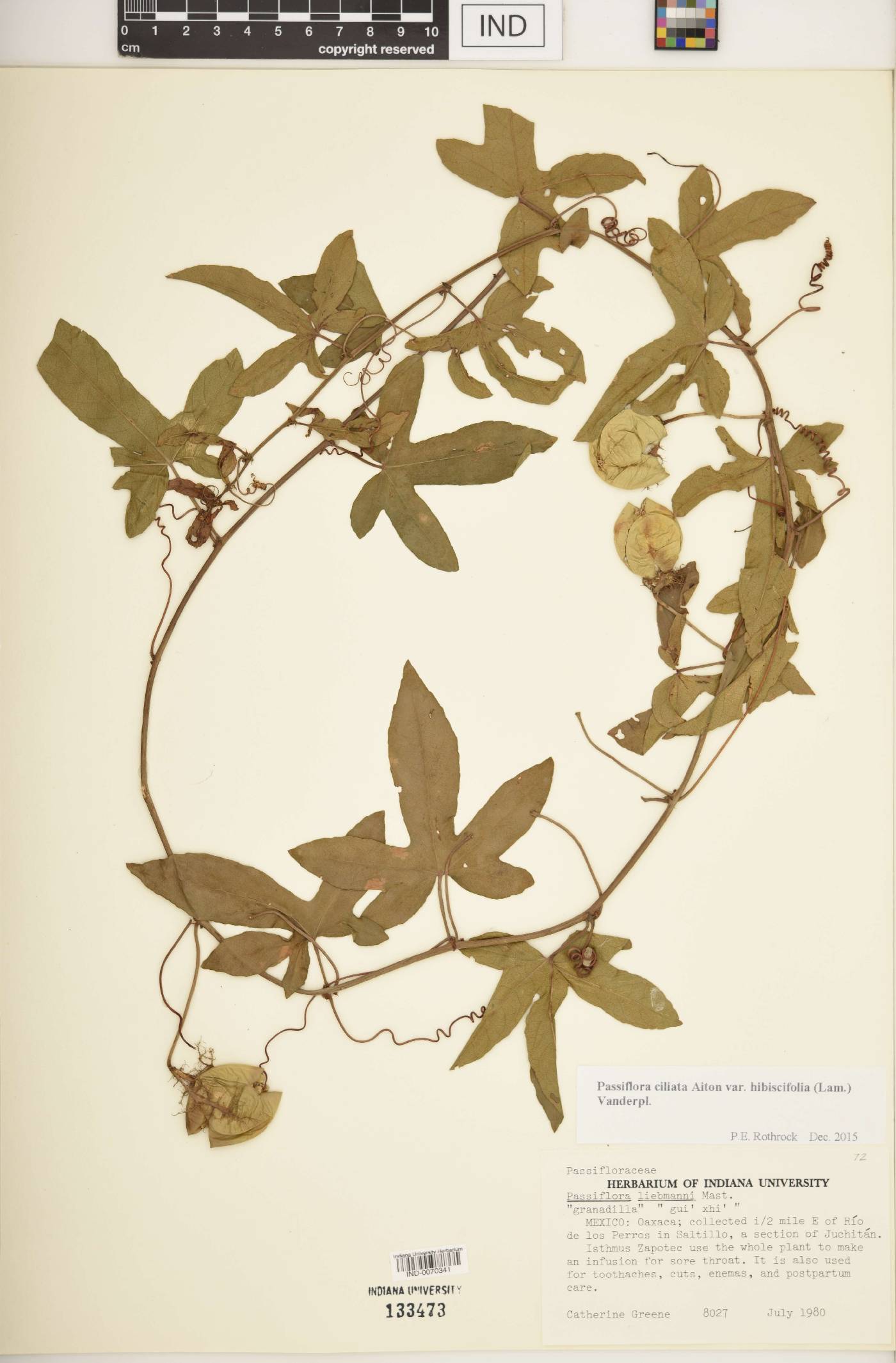 Passiflora ciliata var. hibiscifolia image