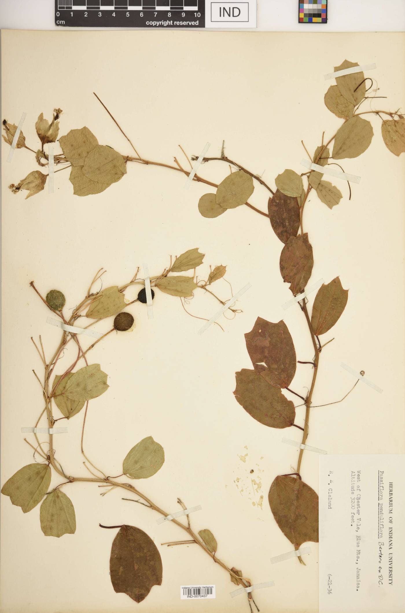 Passiflora penduliflora image