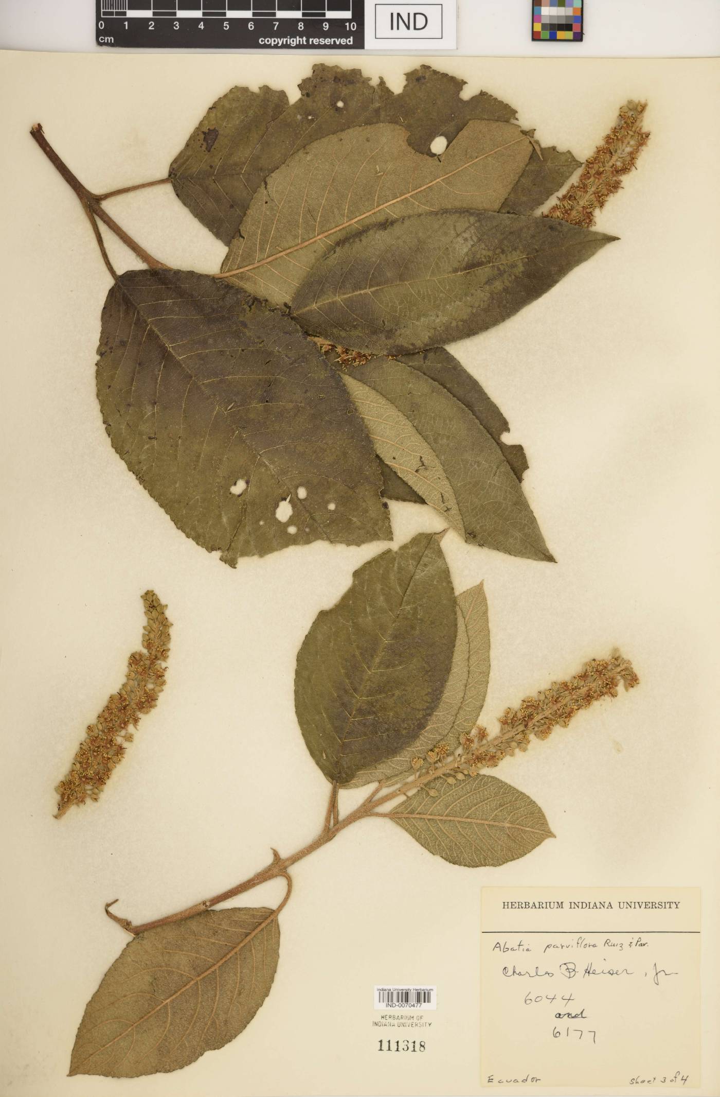 Abatia parviflora image