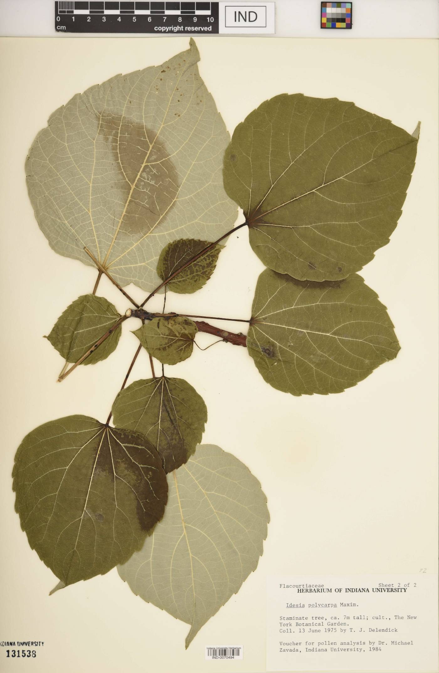Idesia polycarpa image