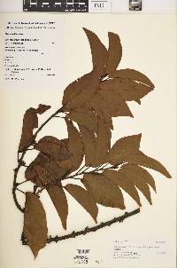 Image of Lasiochlamys cordifolia