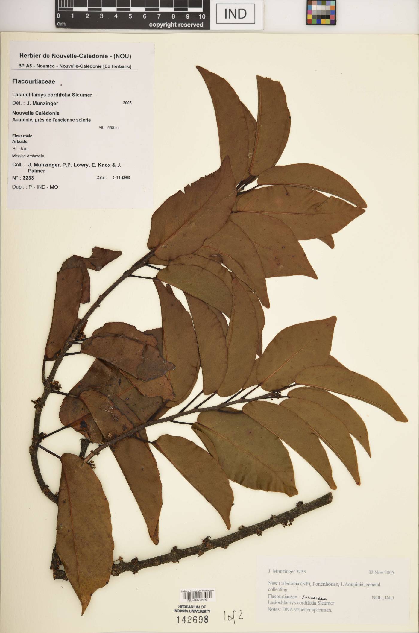 Lasiochlamys cordifolia image