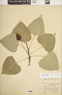 Populus deltoides subsp. deltoides image