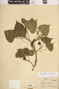 Populus deltoides subsp. monilifera image