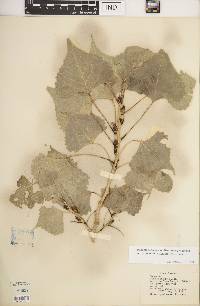 Populus deltoides subsp. monilifera image