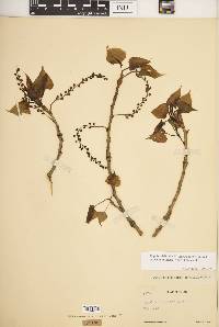 Populus deltoides subsp. monilifera image