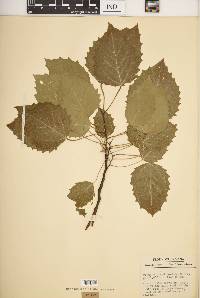 Populus grandidentata image