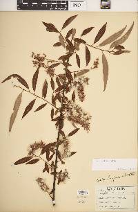 Salix caroliniana image