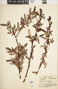 Salix caroliniana image