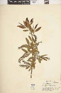 Salix caroliniana image