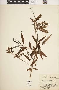 Salix caroliniana image