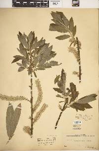 Salix dasyclados image