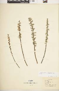 Salix humilis var. tristis image