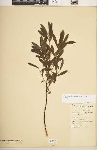 Salix humilis var. tristis image