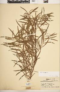 Salix interior image