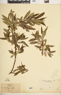 Salix laevigata image