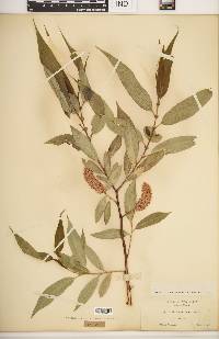 Salix lasiandra image