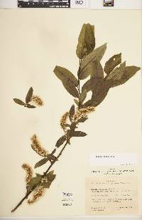 Salix lasiandra image