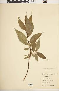 Salix lucida image