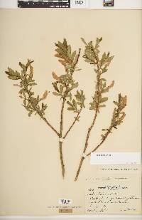 Salix lucida image