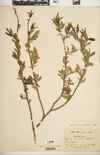 Salix lucida image