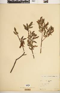 Salix lucida image